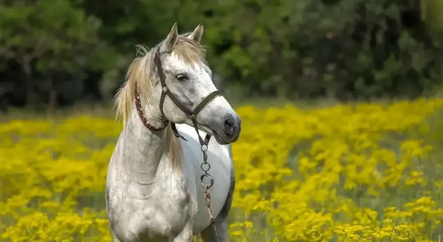 Cheval blanc dans un champ de fleurs jaunes, peut-être souffrant d'anémie.