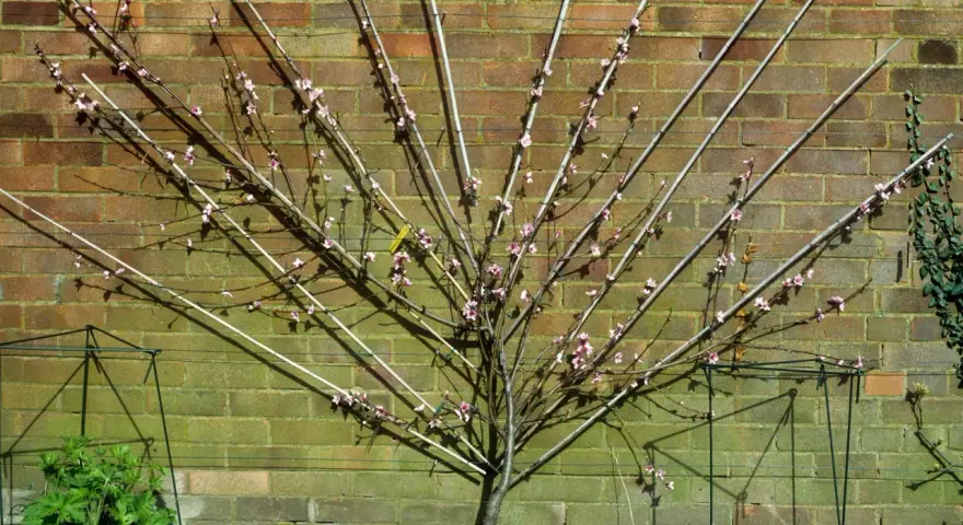 Ein junger Pfirsichbaum mit rosa Blüten, der an einem Spalier vor einer Ziegelwand wächst.