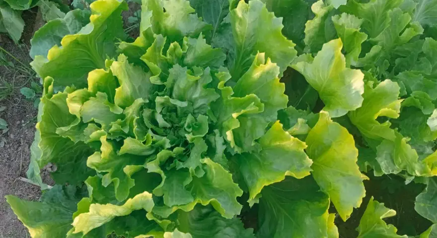 Lattughe fresche e rigogliose in un orto invernale, con foglie verdi e ondulate che catturano la luce.