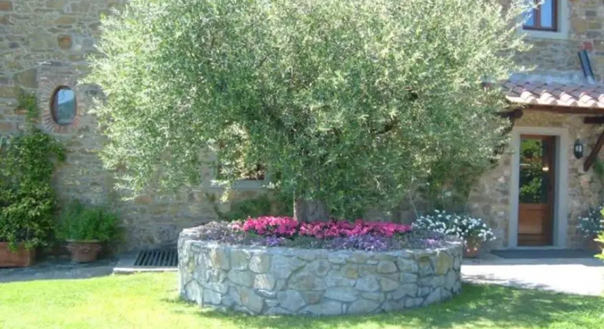 Un maestoso ulivo domina un giardino moderno, circondato da aiuole fiorite e un muretto in pietra.