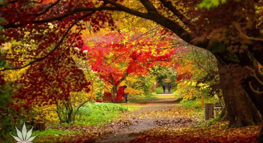 Arboretum Rogów: Co Zobaczyć? Atrakcje, Bilety, Sezonowe Cuda
