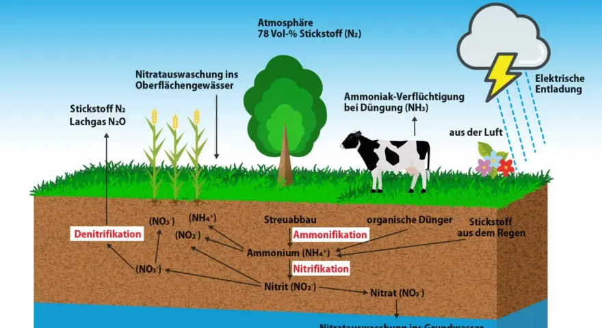 Schema des Stickstoffkreislaufs: Atmosphäre, Pflanzen, Kuh, Boden mit Prozessen wie Nitrifikation und Denitrifikation, sowie Auswaschung ins Grundwasser.