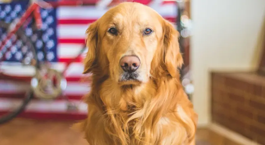 Golden retriever pies czy suka - jakie różnice mają obie płcie?