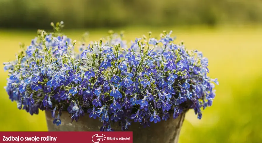 Kaskada drobnych, niebieskich kwiatów lobelii w donicy. Czy lobelia jest wieloletnia? Ta piękna roślina ozdobi Twój ogród.
