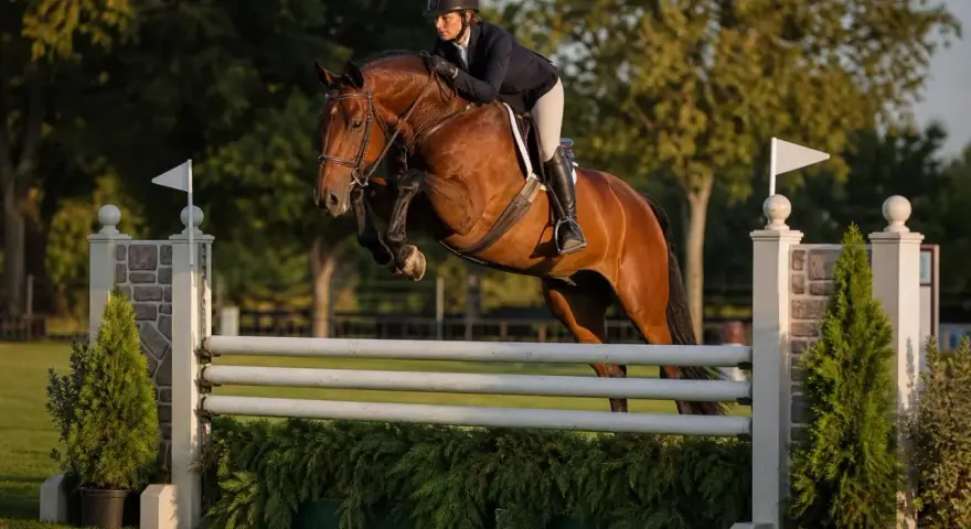 Cavalier et cheval brun en plein saut d'obstacles, une scène de hunter equitation.