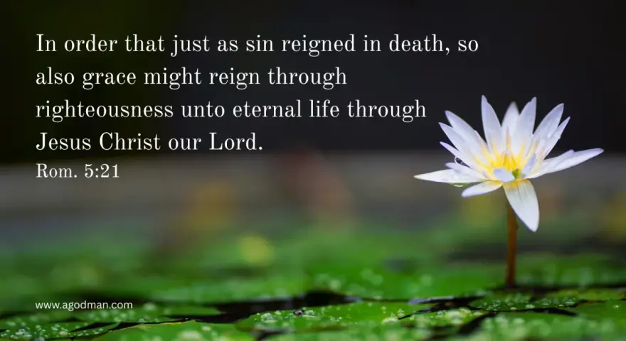 A white water lily blooms, symbolizing justification by faith and eternal life through Jesus Christ, as Romans 5:21 states.