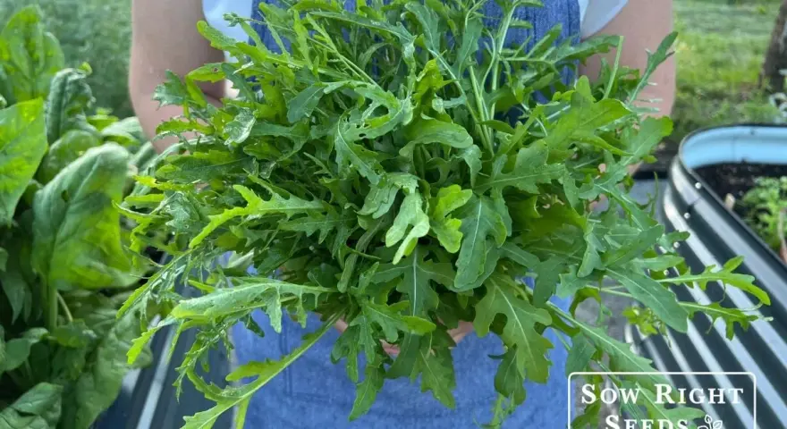 A person in a blue apron holds a large bunch of freshly harvested arugula, showcasing how to harvest this peppery green.