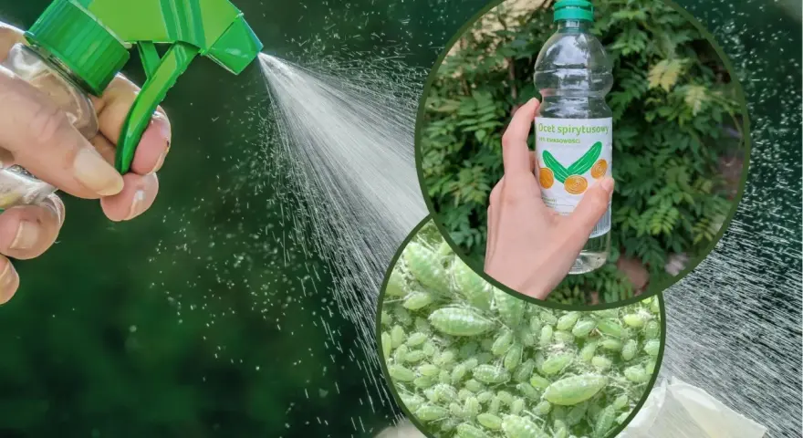 Opryskiwacz z wodą i butelka octu spirytusowego. Skuteczny ocet na mszyce w ogrodzie.