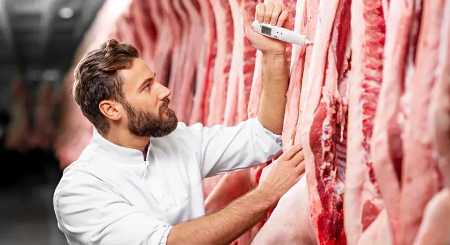Metzger prüft mit Thermometer die Qualität von abgehangenem Rindfleisch in Kühlhaus.