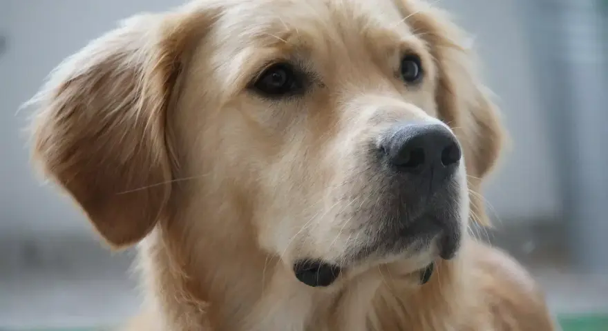 Portret golden retrievera. Jego sierść mieni się wspaniałymi, złotymi kolorami, od jasnego beżu po głęboki karmel.