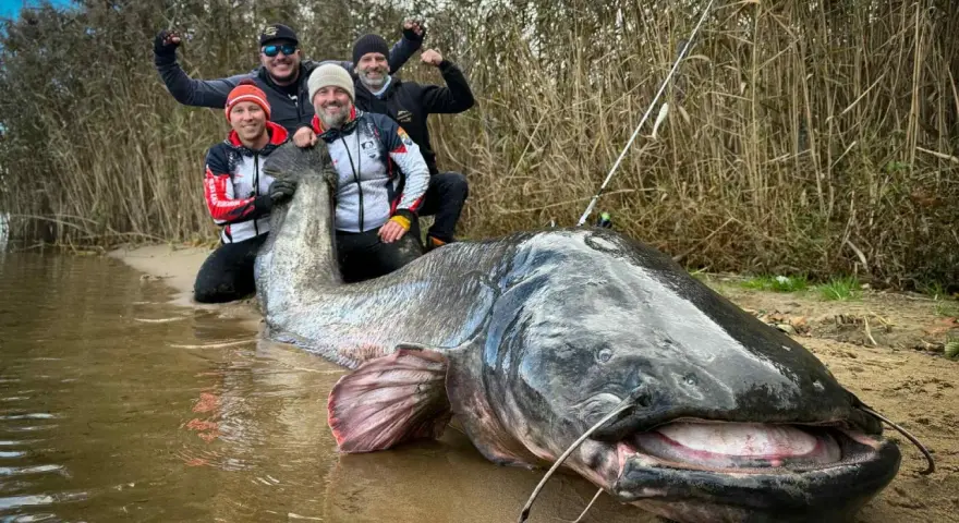 Czterech wędkarzy świętuje przy gigantycznym sumie, który może być rekordem świata suma.