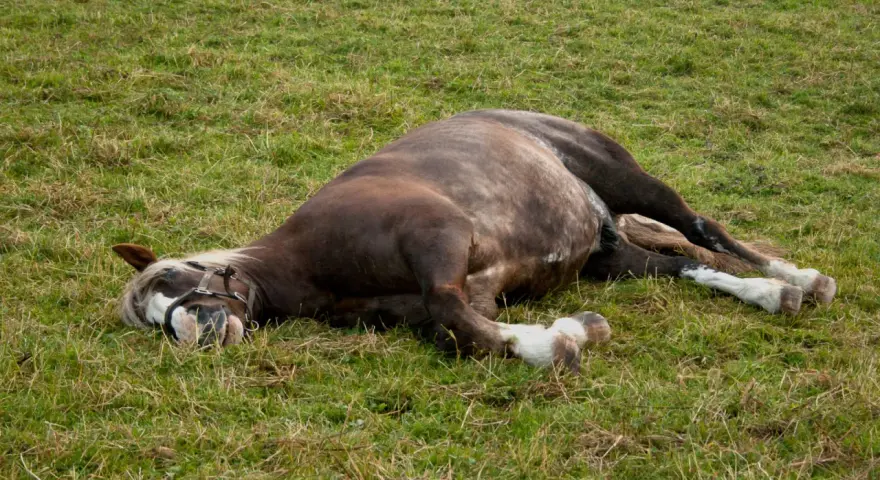Un cheval au pré, visiblement souffrant d'une colique, gît sur le flanc dans l'herbe.