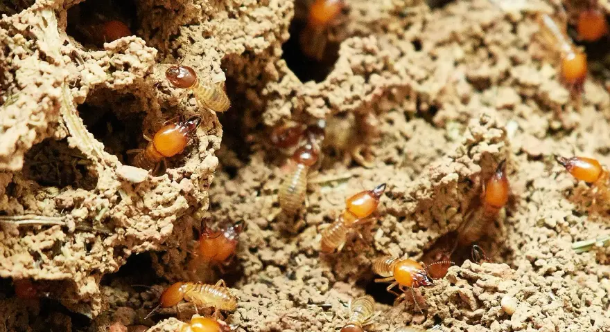 Un grupo de larvas de termitas se mueve por túneles de tierra.