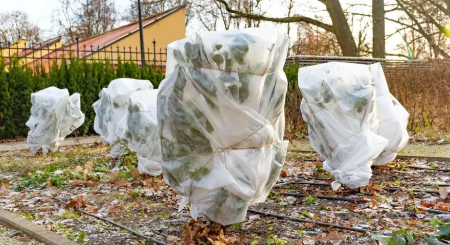 Plants are wrapped in white fabric, tied with twine, showing how to protect plants from frost.