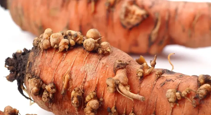Pomarańczowe korzenie marchwi z widocznymi naroślami, które mogą być oznaką szkodników selera korzeniowego.