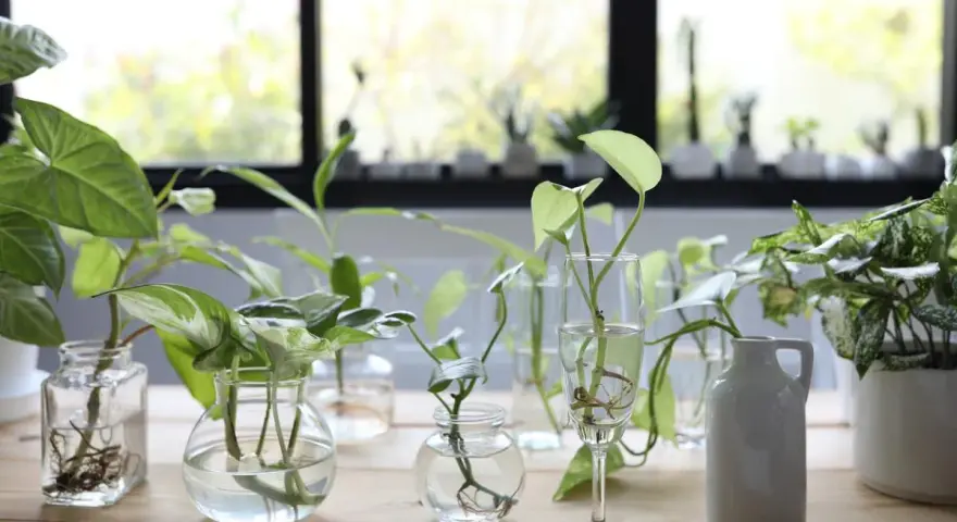 Varias plantas en agua, con raíces visibles, dispuestas en diferentes recipientes de vidrio y una jarra blanca sobre una mesa de madera.
