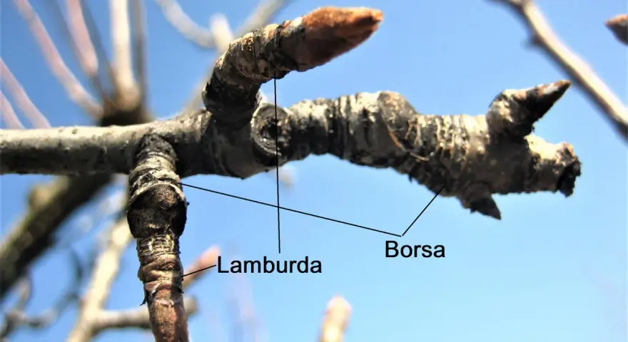 Germogli di pero, "Borsa" e "Lamburda", indicano il momento giusto quando potare il pero per una buona fruttificazione.