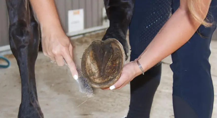 Nettoyage du pied nu d'un cheval naviculaire. Une main brosse la sole, l'autre soutient le sabot.