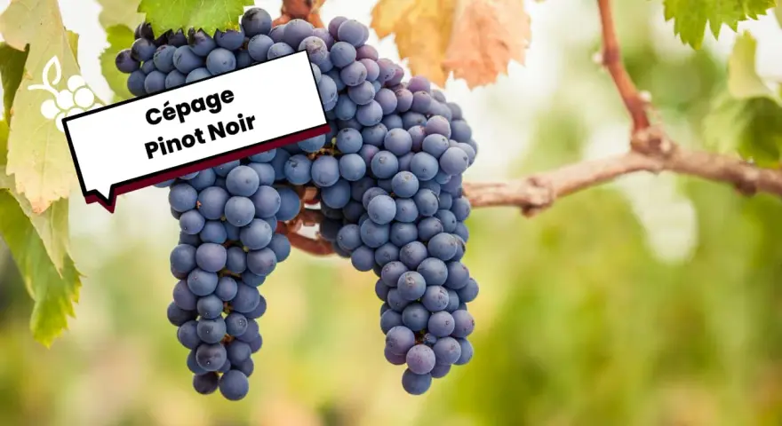 Grappes de Pinot Noir mûres sur la vigne, évoquant ses caractéristiques uniques.