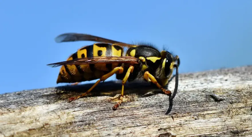 Avispas largas, con sus rayas amarillas y negras, descansan sobre una rama de madera contra un cielo azul brillante.