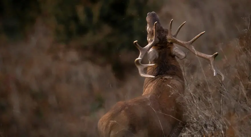 Un cerf majestueux, un des cervidés de France, bramant dans la nature sauvage.