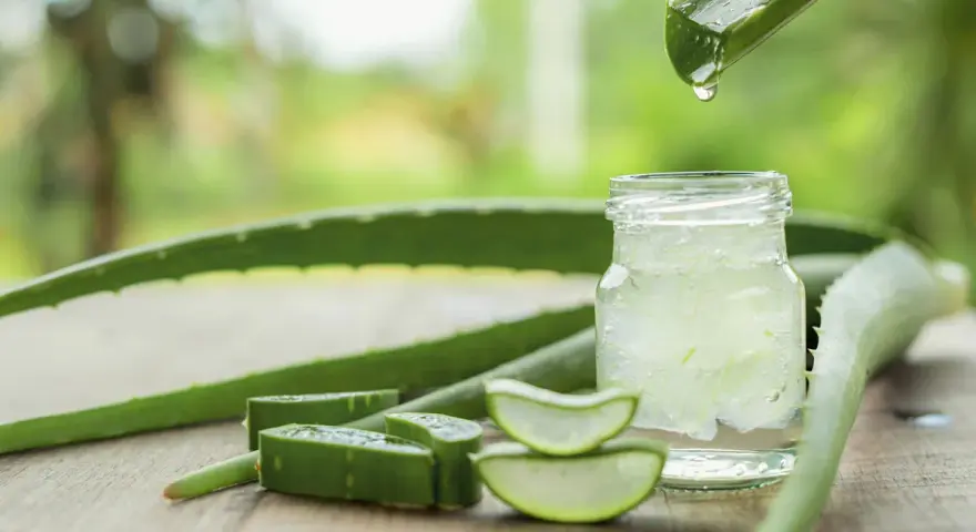 Aloe Vera Gel in einem Glas mit geschnittenen Aloe Vera Scheiben und einem Blatt, aus dem Tropfen fallen.