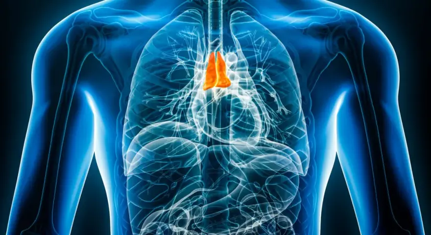 Anatomical illustration of the human chest with the thymus gland highlighted in orange.