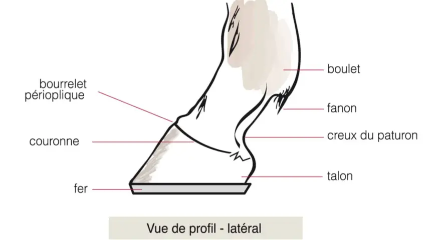 Vue latérale d'un sabot de cheval, montrant le fer, la couronne, le bourrelet périoplique, le fanon, le creux du paturon et le talon.