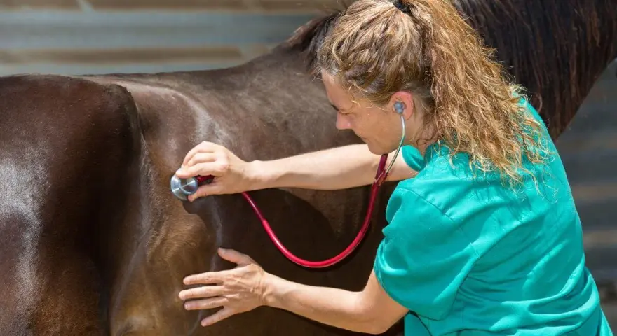 Vétérinaire auscultant un cheval avec un stéthoscope. Le cheval est brun, la vétérinaire porte une blouse verte.