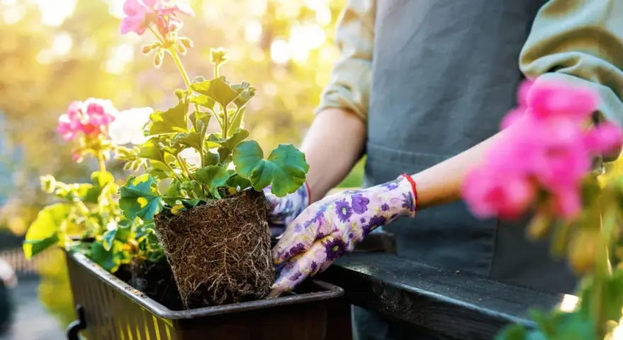 Hände in Blumenhandschuhen pflanzen Geranien in einen Balkonkasten. Die Balkonpflanzen sonne genießen.