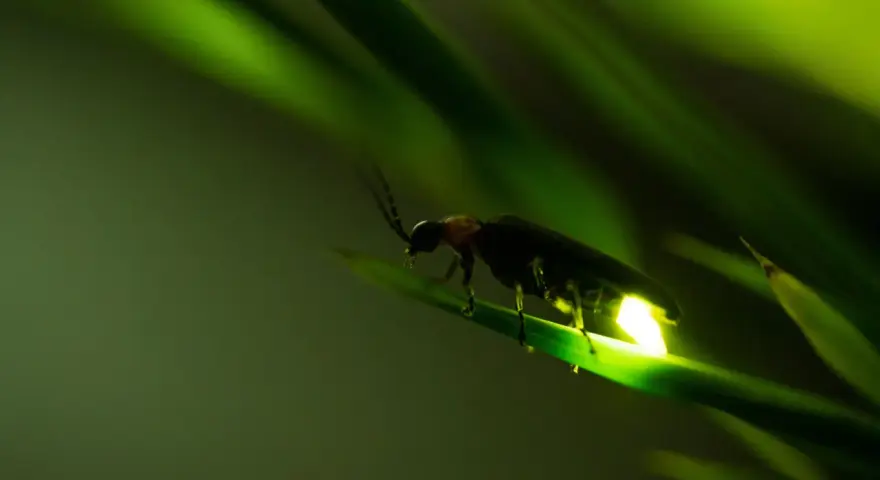 Una lucciola illumina la notte su una foglia verde.