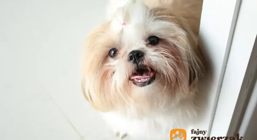 Urocza miniaturka shih tzu z różową kokardką na głowie, patrząca z zaciekawieniem.