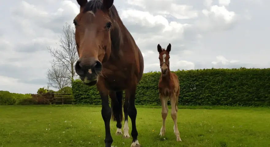 Une jument brune et son poulain tout juste né, le colostrum poulain est essentiel pour sa santé. Ils se tiennent dans un pré verdoyant sous un ciel nuageux.