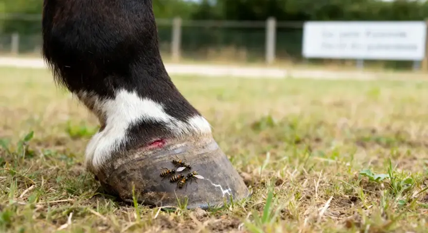 Un cheval a une blessure au sabot, attirant des insectes qui ressemblent à une fourmilière cheval.