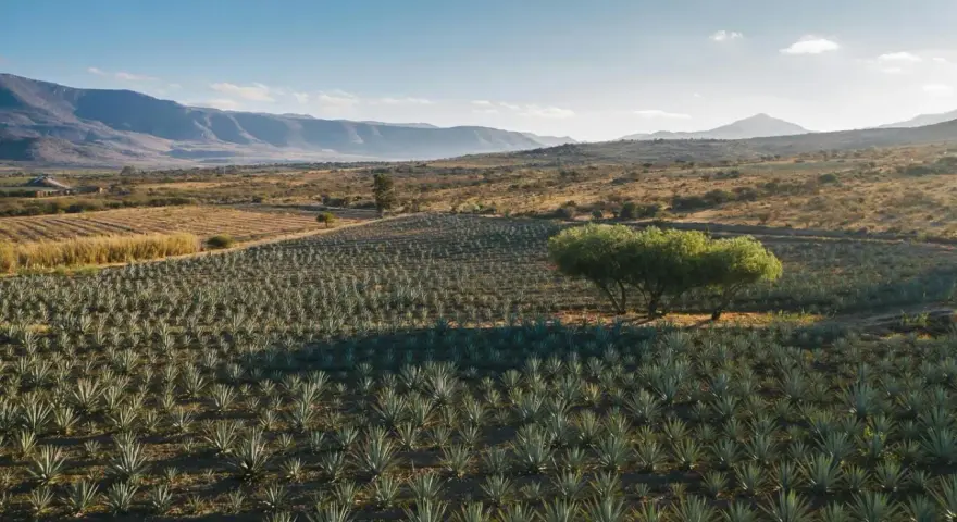 Campo de agave bajo un cielo azul, con montañas al fondo. Un árbol solitario proyecta sombra sobre las plantas. Imagina cómo se calcula el justiprecio de una finca así.
