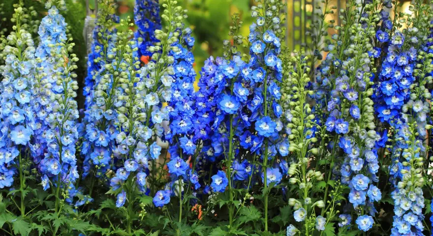 Hohe blaue Rittersporn-Blütenstände, bereit zum Schneiden, leuchten in der Sonne.