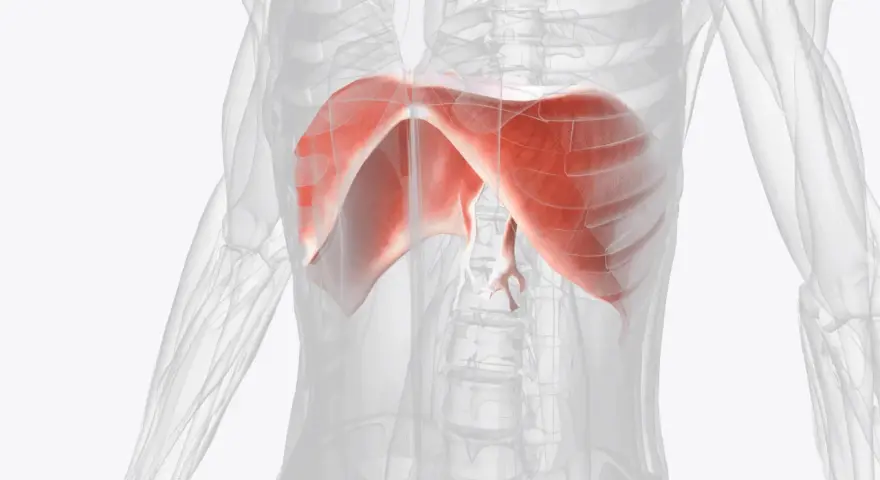 Anatomia przepony w czerwonym kolorze na tle przezroczystego ciała ludzkiego.