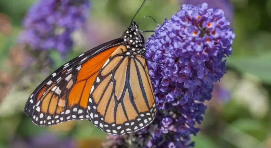 Motyl monarcha na fioletowych kwiatach budlei dawida odmiany.