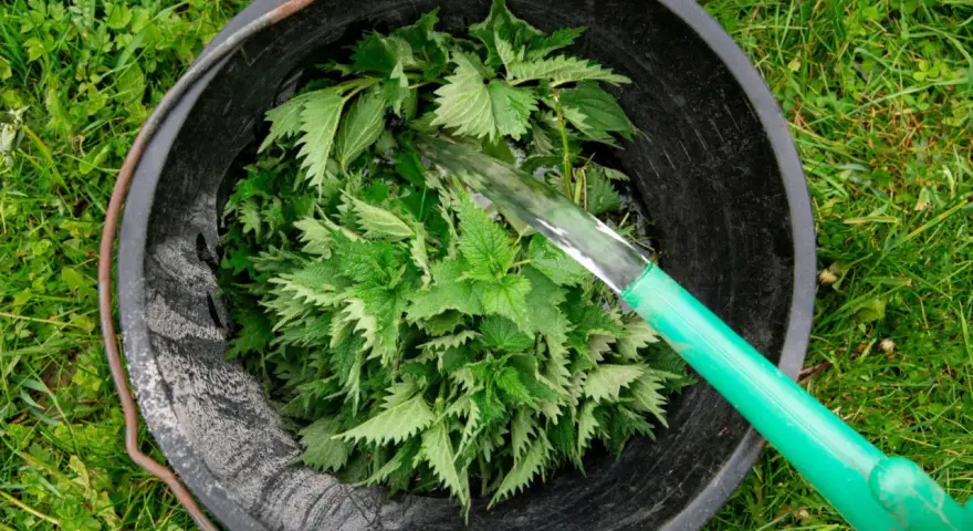 Wiadro z pokrzywami, do którego nalewana jest woda. Tak przygotowuje się gnojówkę z pokrzywy, naturalny nawóz.