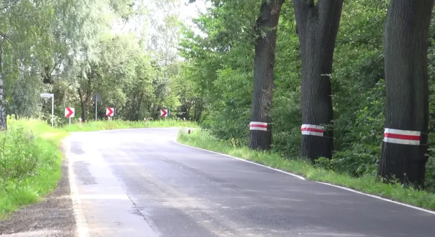 Droga zakręca wśród zieleni, a po prawej stronie stoją drzewa w skrajni, oznaczone białoczerwonymi pasami.