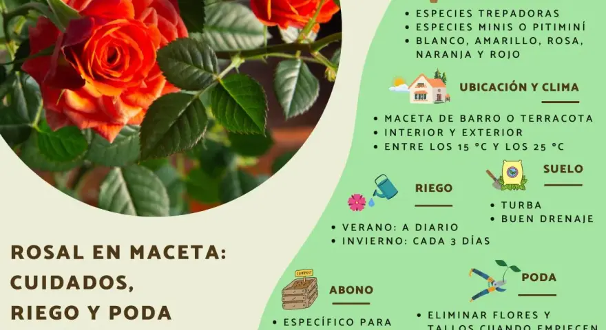 Guía de cuidados rosal mini: riego, abono y poda para mantener tu planta sana y hermosa.