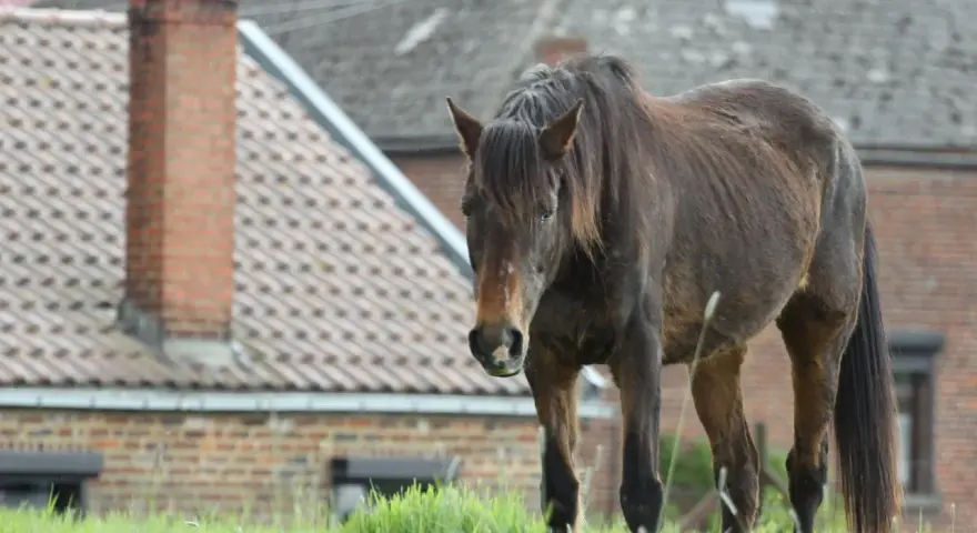 Un cheval brun se tient dans un champ d'herbe verte devant des maisons.