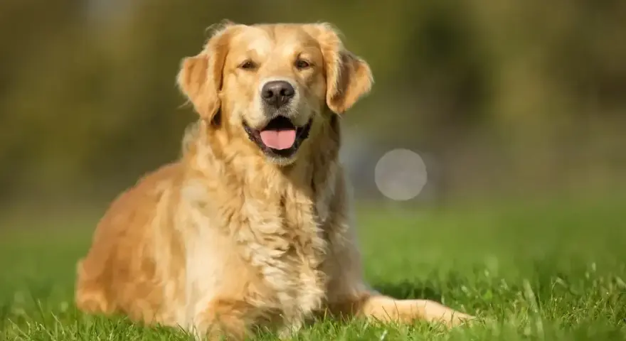 Uśmiechnięty golden retriever na trawie. Zastanawiasz się, czy pies może jeść pistacje? Lepiej nie ryzykować i nie sprawdzać.