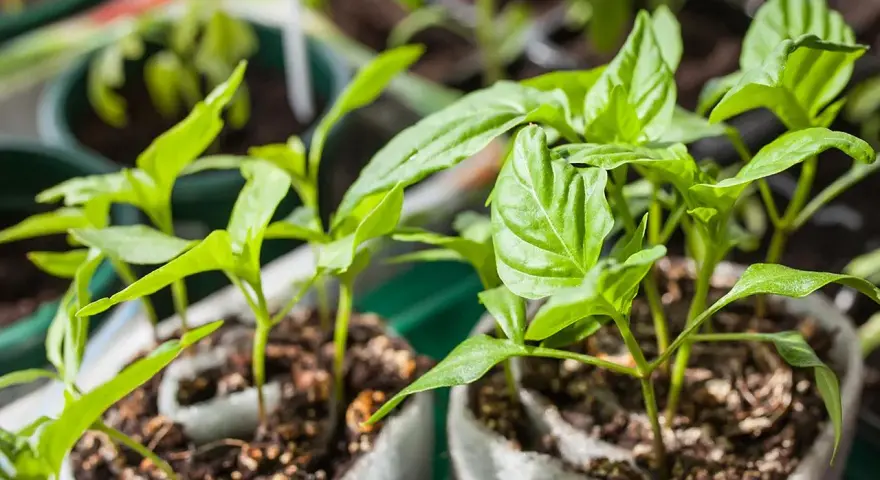 Junge, grüne Paprika Pflanzen wachsen in kleinen Töpfen. Die zarten Blätter strecken sich dem Licht entgegen.