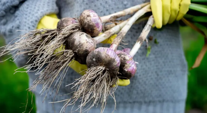 Frisch geernteter Knoblauch mit Wurzeln, gehalten von Händen in gelben Handschuhen. Das Ergebnis erfolgreicher Knoblauch pflanzen.