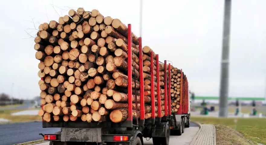 Ciężarówki z naczepami przewożące ogromne ilości drewna. Transport drewna w pełnej krasie.
