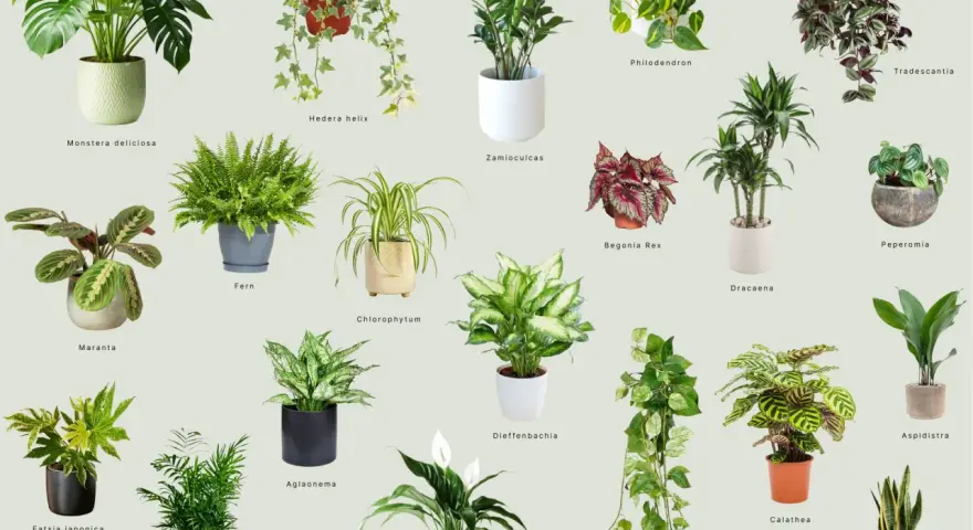 Kolekcja roślin doniczkowych cieniolubnych: Monstera, paproć, zamiokulkas, skrzydłokwiat i inne.