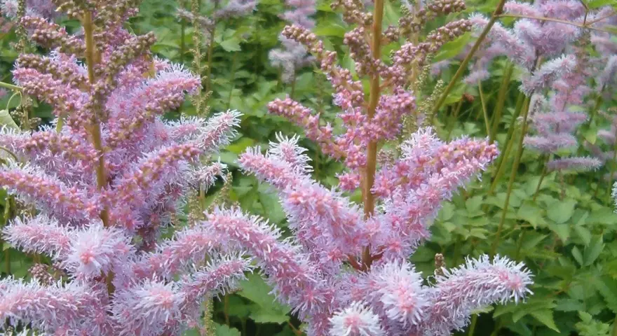 Zarte, rosafarbene Astilbenblüten vor grünem Laub. Der ideale Astilbe Standort ist halbschattig, um diese Blütenpracht zu genießen.