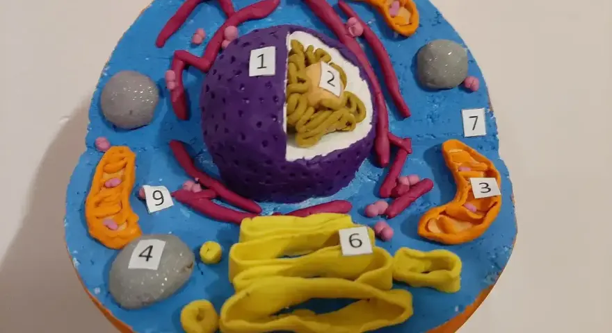 Kolorowy komórka zwierzęca model z plasteliny. Widać jądro (1, 2), mitochondria (3, 5, 9), rybosomy, siateczkę śródplazmatyczną (6) i inne organella.