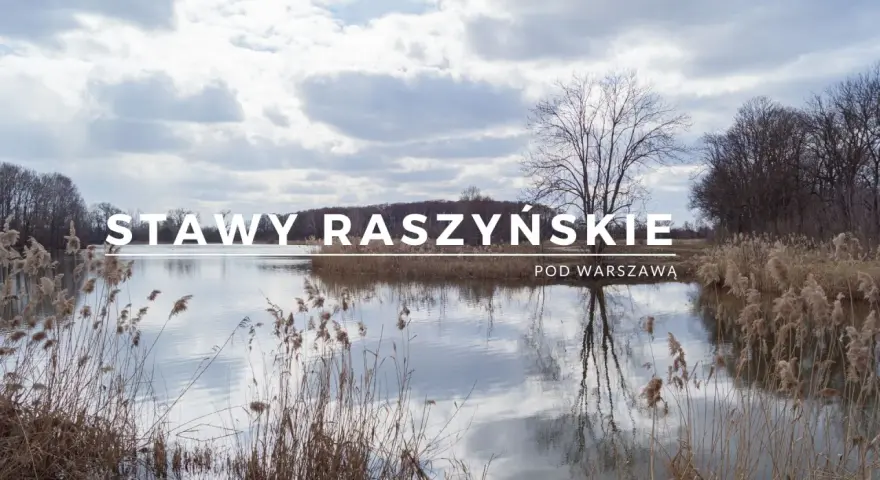 Rezerwat Przyrody Stawy Raszyńskie: Odkryj jego tajemnice i bogactwo fauny
